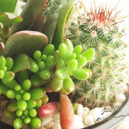 Cactus & Fleshy Plant / OLYMPUS E-P1