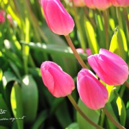 Pink Tulip