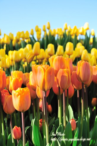 Yellow and Orange Tulips