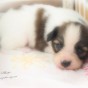 子犬との出会い – 生後23日のパピヨン –